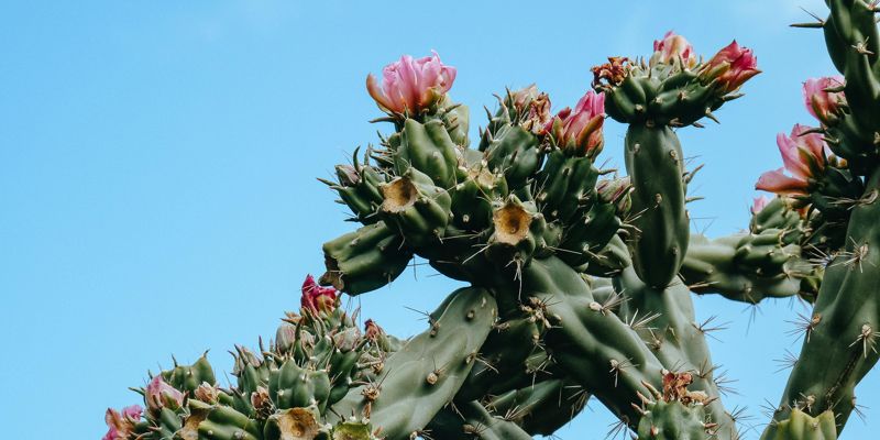 A Thorn Turned Blessing: Ministry Among the Least