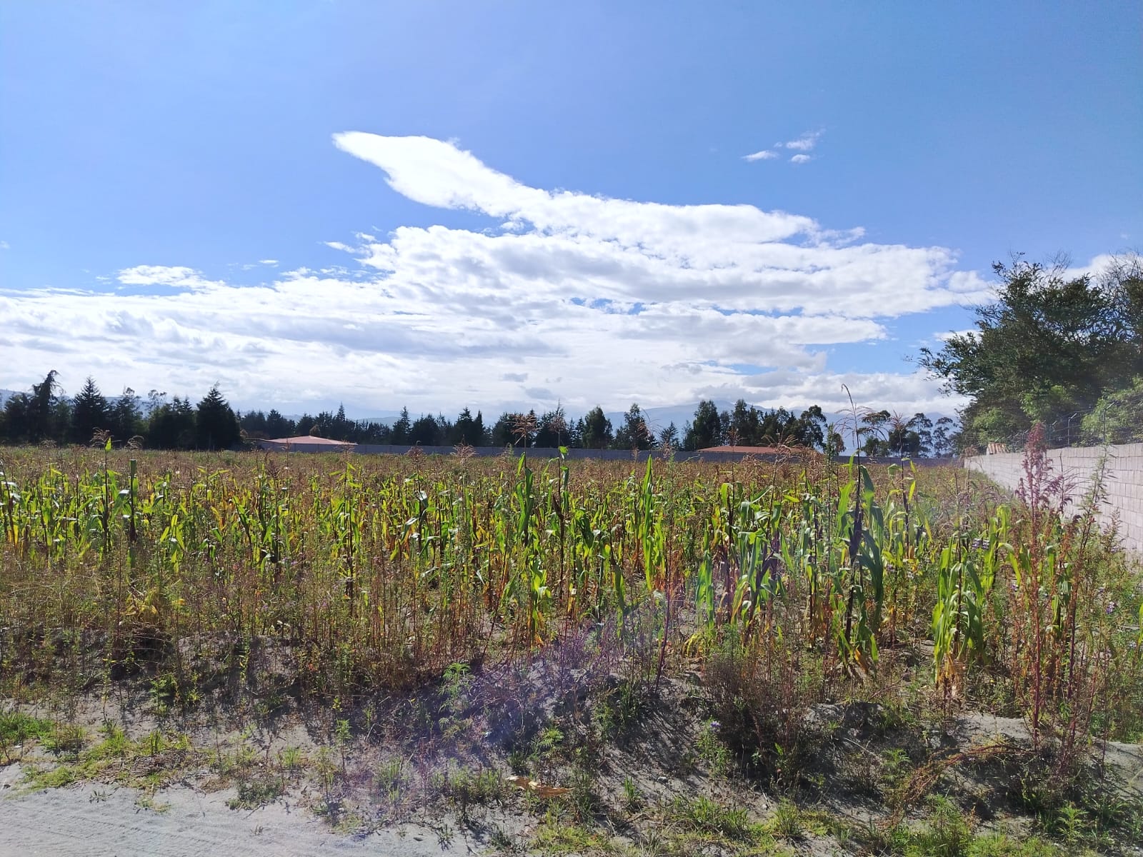 Terreno en venta en Pedro Moncayo — foto 4