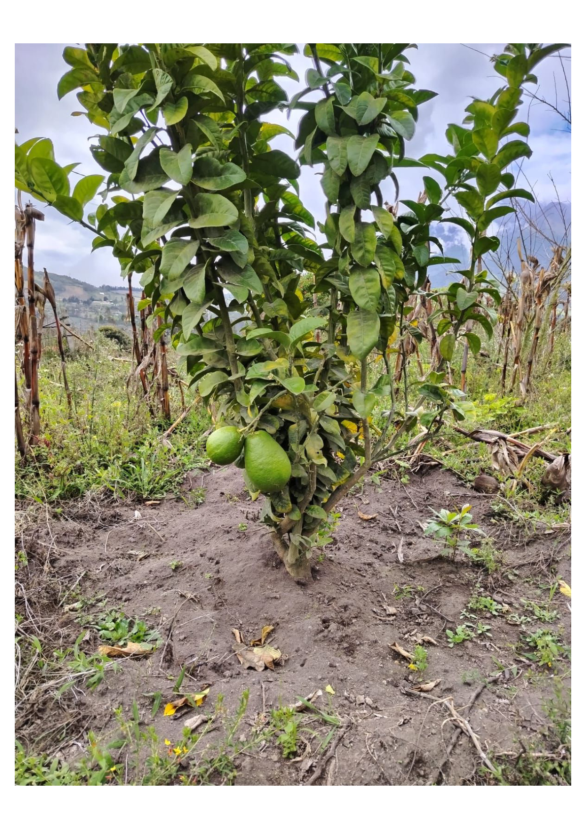 Terreno en venta en Penipe — foto 5