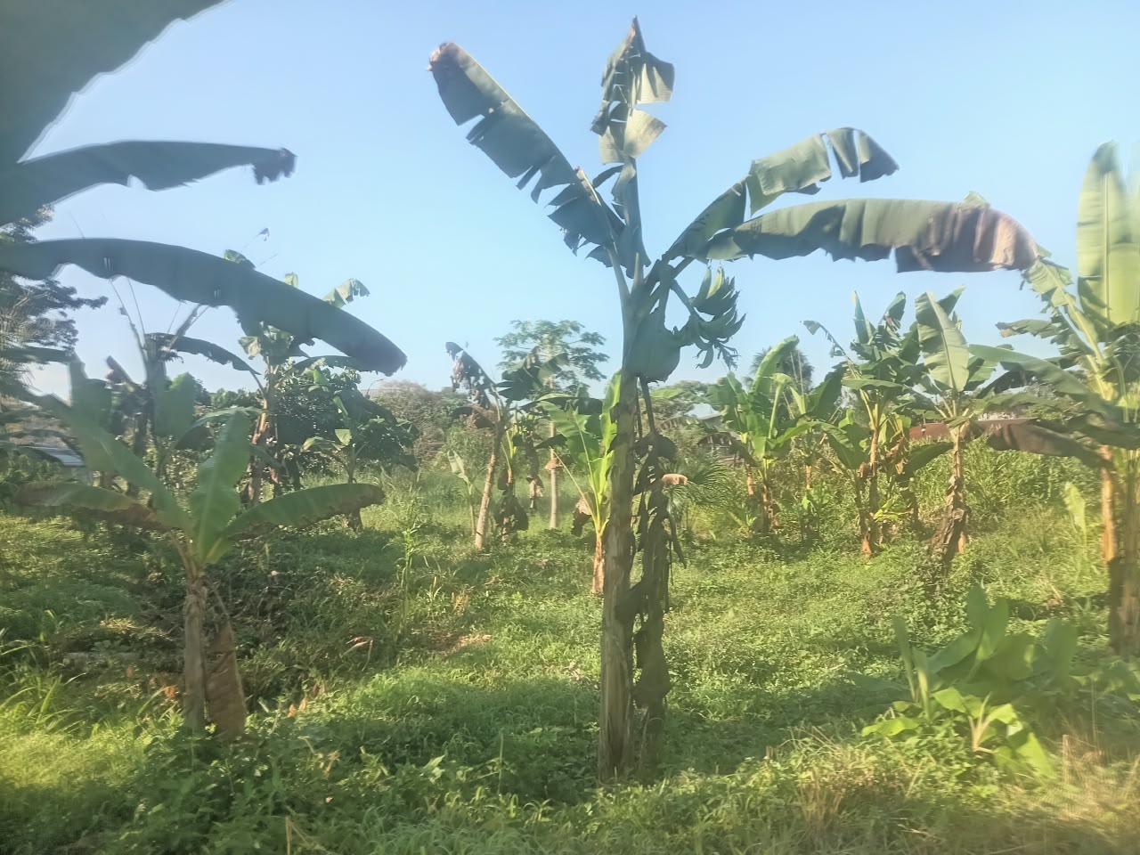 Finca en venta en Pastaza — foto 3